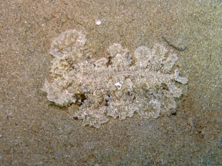 Mollusca - Melibe viridis (Kelaart, 1858)